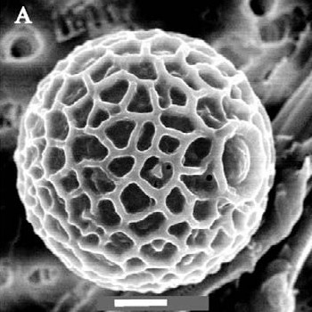 Представитель Семейства Archaeomonadaceae